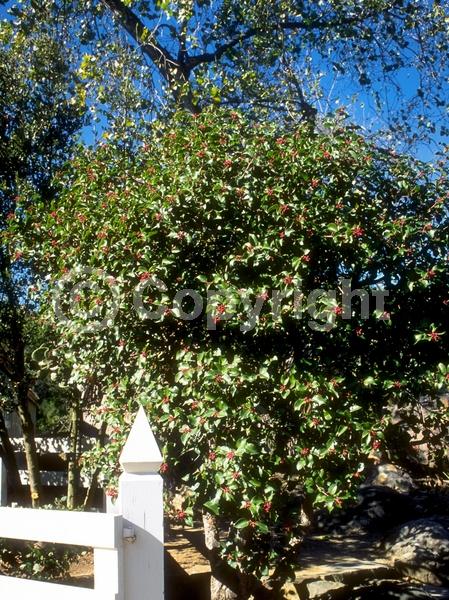 White blooms; Pink blooms; Deciduous; Broadleaf; North American Native