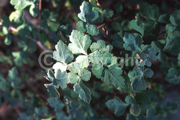 Yellow blooms; Deciduous; Broadleaf; North American Native