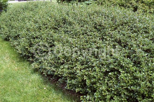 Yellow blooms; Green blooms; Deciduous