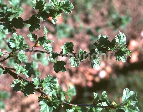 Yellow blooms; Green blooms; Deciduous