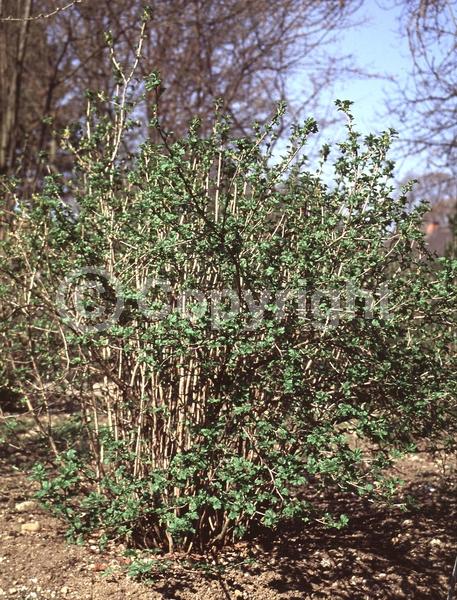 Yellow blooms; Green blooms; Deciduous