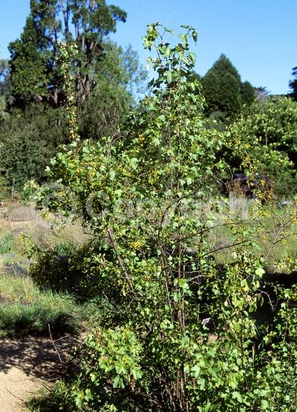 Red blooms; Yellow blooms; Deciduous; North American Native