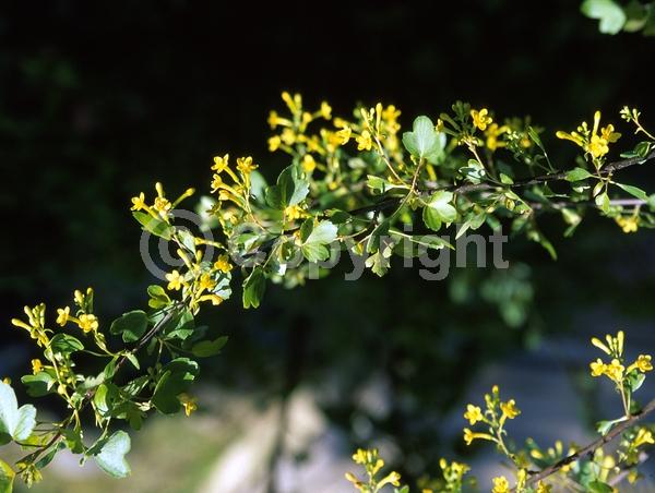 Red blooms; Yellow blooms; Deciduous; North American Native