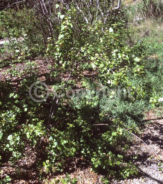 Red blooms; Yellow blooms; Deciduous; North American Native