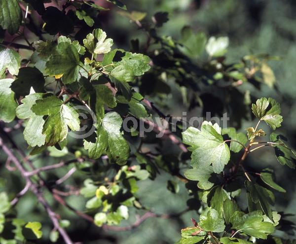 Red blooms; Yellow blooms; Deciduous; North American Native