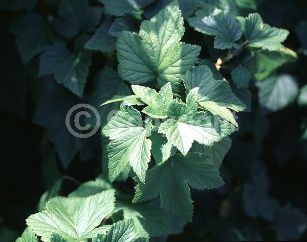 Red blooms; White blooms; Green blooms; Deciduous