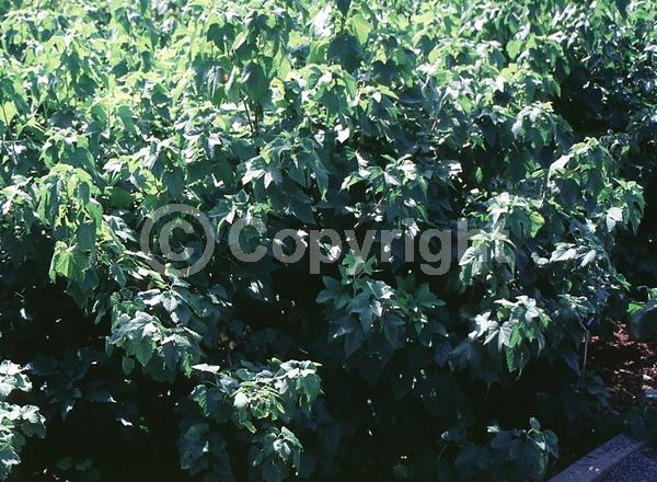 Red blooms; White blooms; Green blooms; Deciduous