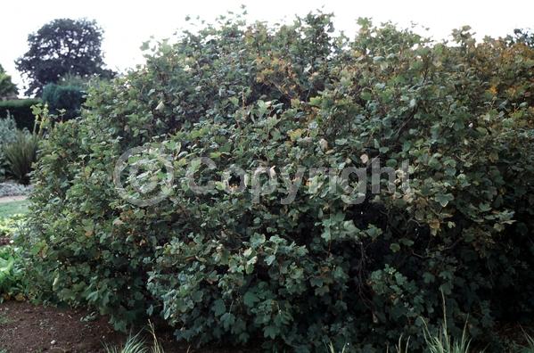 Red blooms; Deciduous; North American Native
