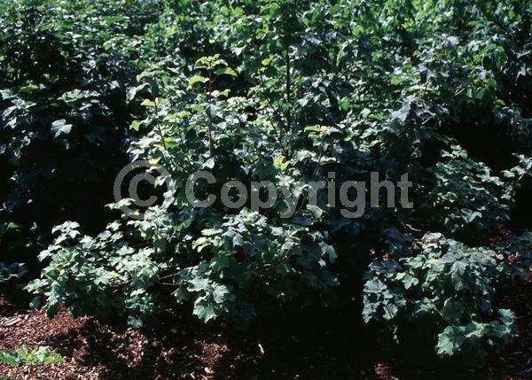 Yellow blooms; Green blooms; Deciduous