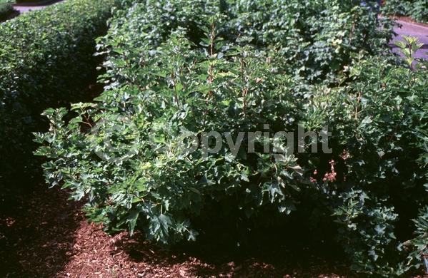 Yellow blooms; Green blooms; Deciduous