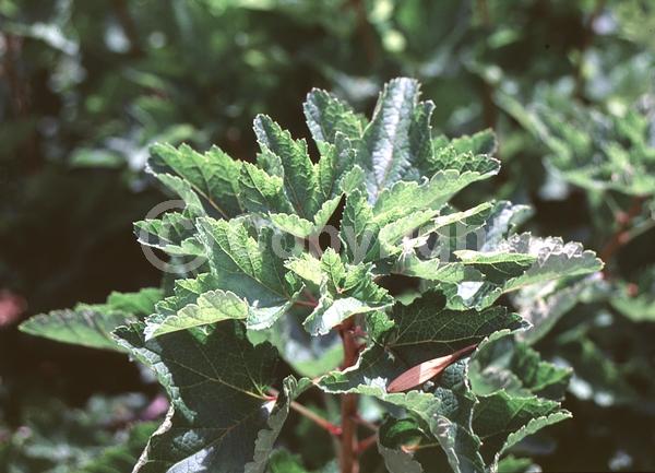 Yellow blooms; Green blooms; Deciduous