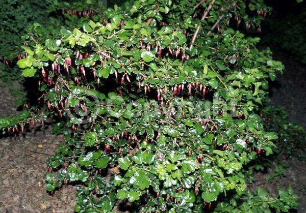 Red blooms; Evergreen; Semi-evergreen; Deciduous; North American Native