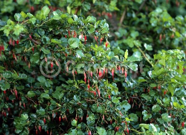 Red blooms; Evergreen; Semi-evergreen; Deciduous; North American Native