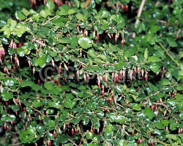Red blooms; Evergreen; Semi-evergreen; Deciduous; North American Native
