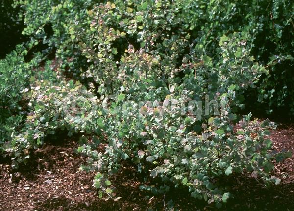 Yellow blooms; Green blooms; Deciduous