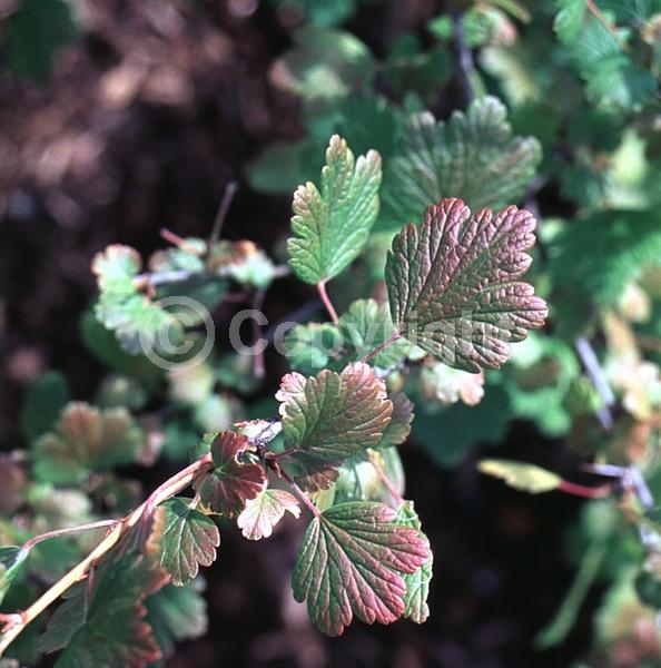 Yellow blooms; Green blooms; Deciduous