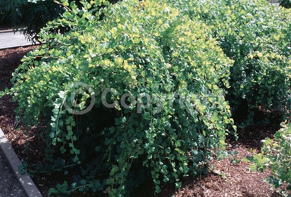 Green blooms; Deciduous