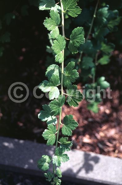 Green blooms; Deciduous