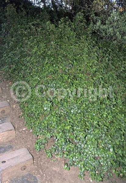 Pink blooms; Evergreen; Broadleaf; North American Native