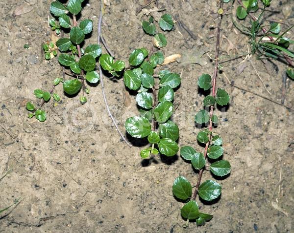 Pink blooms; Evergreen; Broadleaf; North American Native