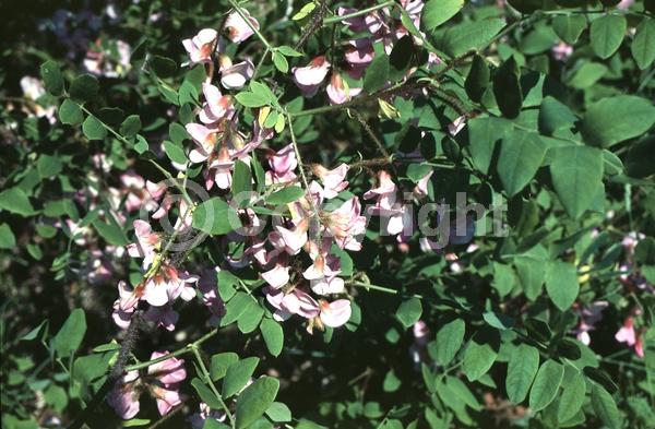 Red blooms; Pink blooms; Deciduous; Broadleaf; North American Native