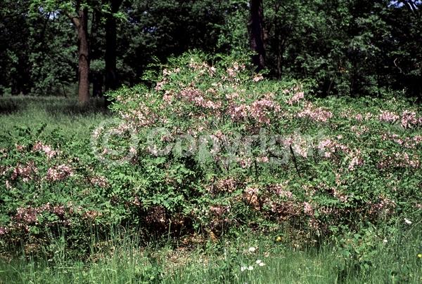 Red blooms; Pink blooms; Deciduous; Broadleaf; North American Native