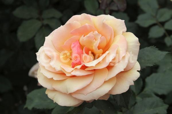 Orange blooms; Yellow blooms; Deciduous