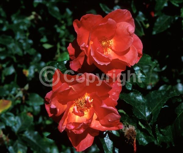 Red blooms; Deciduous; Broadleaf