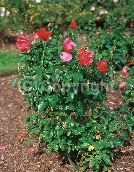 Red blooms; Deciduous; Broadleaf