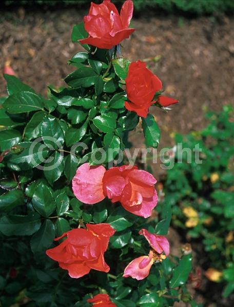 Red blooms; Deciduous; Broadleaf