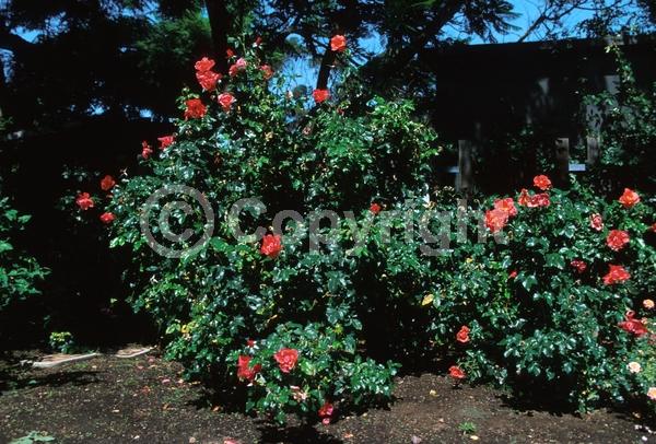 Red blooms; Deciduous; Broadleaf