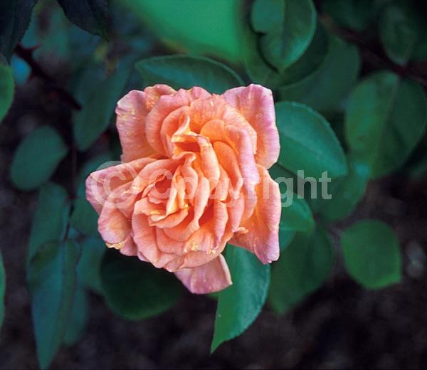 Orange blooms; Pink blooms; Salmon blooms; Deciduous; Broadleaf