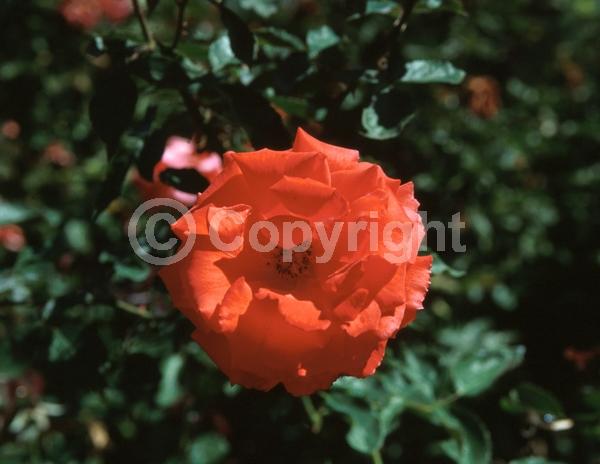 Orange blooms; Deciduous; Broadleaf