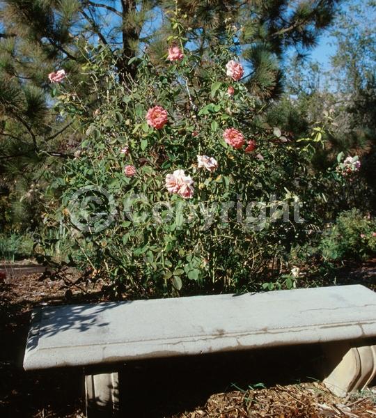 Pink blooms; Deciduous; Broadleaf
