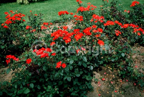 Red blooms; Deciduous; Broadleaf
