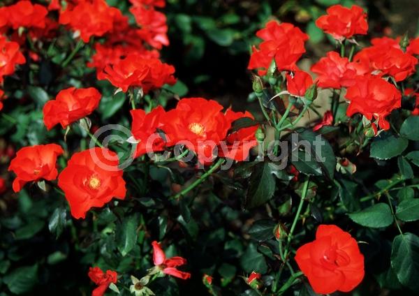 Red blooms; Deciduous; Broadleaf
