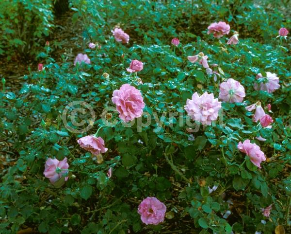 Pink blooms; Deciduous; Broadleaf