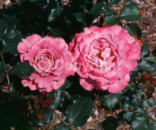 Pink blooms; Deciduous; Broadleaf