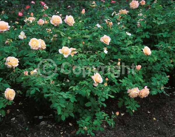 Orange blooms; Salmon blooms; Deciduous; Broadleaf