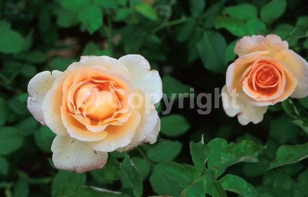 Orange blooms; Salmon blooms; Deciduous; Broadleaf