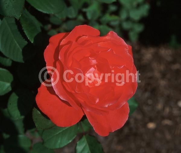 Orange blooms; Salmon blooms; Deciduous; Broadleaf