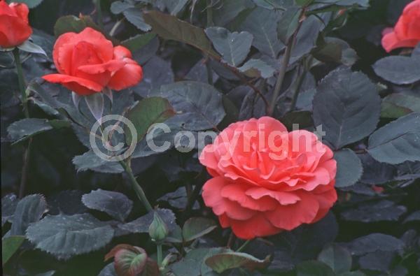 Orange blooms; Salmon blooms; Deciduous; Broadleaf