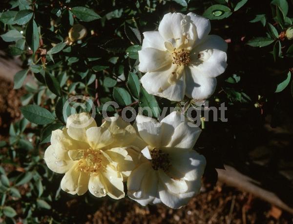 Yellow blooms; White blooms; Deciduous; Broadleaf