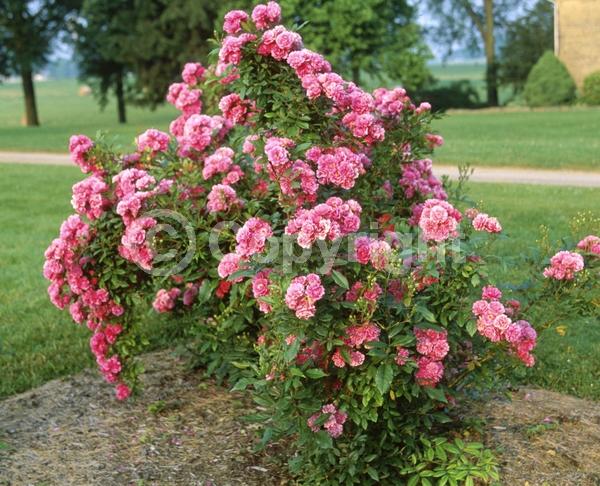Pink blooms; Deciduous; Broadleaf