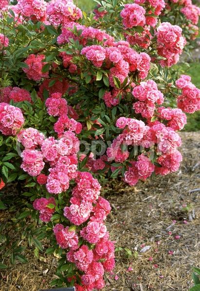 Pink blooms; Deciduous; Broadleaf