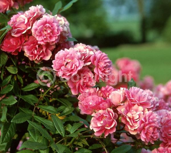 Pink blooms; Deciduous; Broadleaf