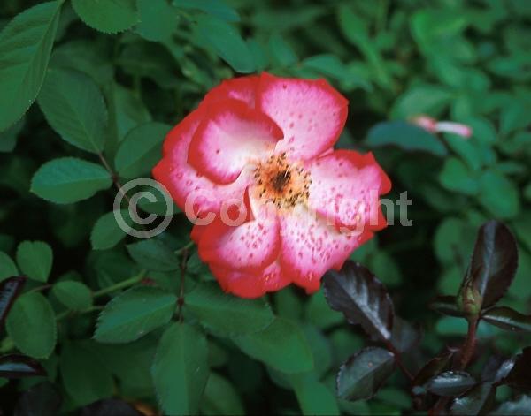 Red blooms; Orange blooms; Pink blooms; Deciduous; Broadleaf