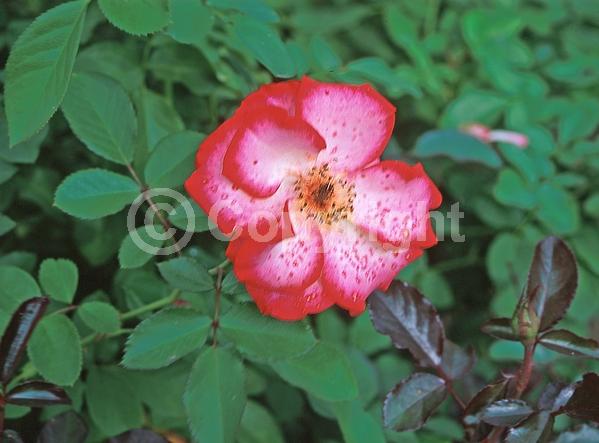 Red blooms; Orange blooms; Pink blooms; Deciduous; Broadleaf