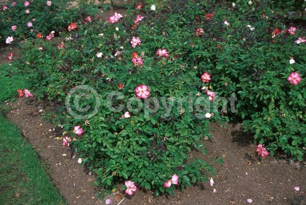 Red blooms; Orange blooms; Pink blooms; Deciduous; Broadleaf