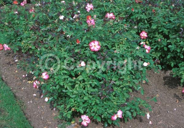 Red blooms; Orange blooms; Pink blooms; Deciduous; Broadleaf